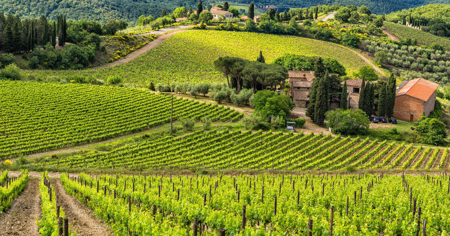 wijnranken en heuvels in Chianti in Toscane