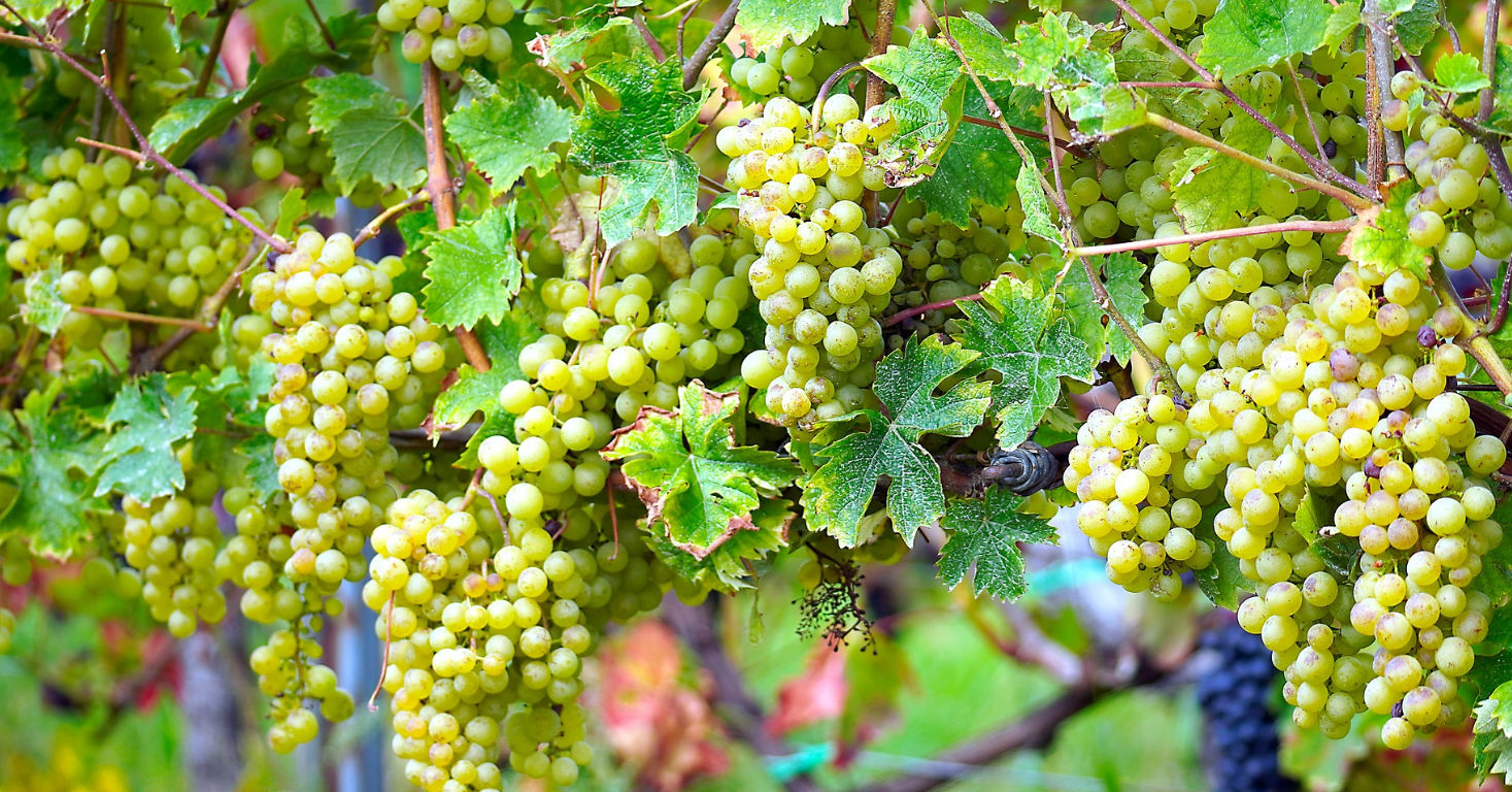 5 bijzondere wijnroutes in Toscane